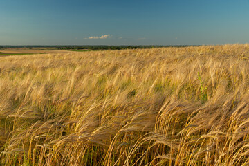 A field with golden barley, the horizon and the sky