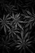 black and white cannabis bush top view background image