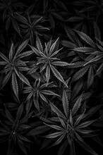 Black And White Cannabis Bush Top View Background Image