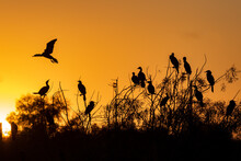 Silhouette Of Cormorants At Sunup In A Tree