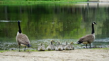 A Family Of Geese Rest On The Pond Shore.  Goslings, Spring.