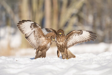 Wall Mural - The Common Buzzard, Buteo buteo is preparing for the fight in the snow in winter environment of Czech wildlife.