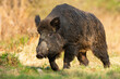 Dangerous wild boar, sus scrofa, approaching from front on glade in springtime. Threatening wild mammal with long tusks coming forward on meadow from front. Strong animal walking on green grass.