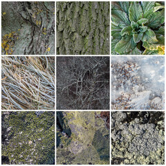 Wall Mural - Set of natural textures. Nature objects close-up: trunks and bark of trees, foliage of plants, surface of stones, grass and lichen, hoarfrost and snow. Backgrounds collection for design.