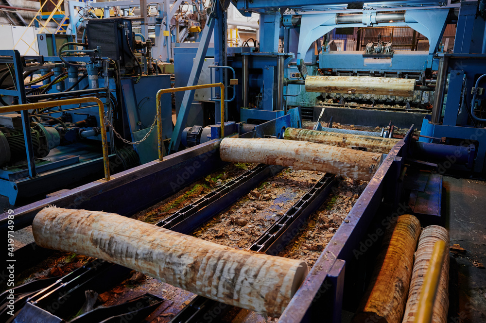 Fileting Wood Process Wood processing at a sawmill. Preparation of a log for the production ...