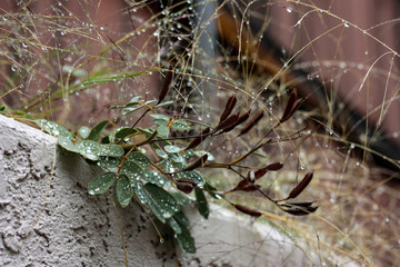 Wall Mural - spider on a web