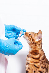 Hands in blue protective gloves. Veterinary clinic.