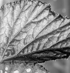 Leaf  plant structure macro