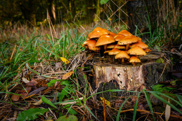 Poster - Orange mushroom hats growing on a tree stump.