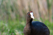 Red-knobbed Coot (Fulica Cristata) Portrait Of Wild Bird, In A Wetland, In Early Spring In Natural Park Mallorca Spain,