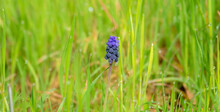 Wild Blue Flowers Of Nazarene (Muscari Neglectum) Among The Grass Of The Field