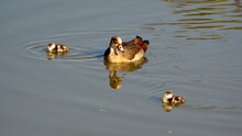 Egyptian Goose (Alopochen Aegyptiacus) With Goslings Swimming In A Pond At A Horse Farm In Pretoria, South Africa