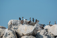 Pelican' And Shorebirds On Breakwater In Pacific Ocean