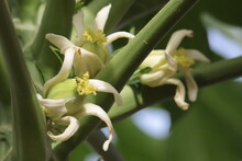 White Papaya  Flower