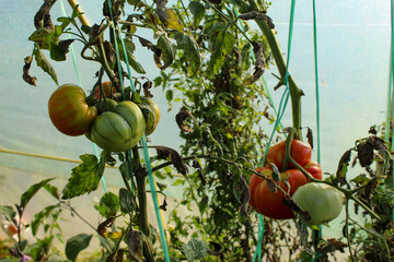 Wall Mural - Red and green tomatoes. Ripe and unripe tomatoes. Tomato on a plant with dried leaves.