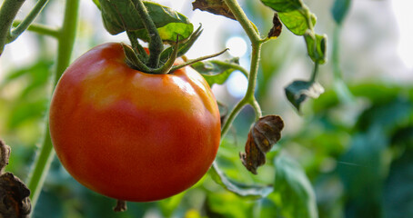 Wall Mural - Tomato fruit banner. Growing tomato in a greenhouse.