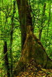 Fototapeta Krajobraz - Jungle forest. Exotic tropical green plants