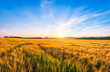© Scott Masterton/Westend61 - UK, Scotland, East Lothian, Field of barley (Hordeum vulgare)