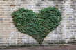 © Werner Dieterich/Westend61 - Ivy growing in heart shape on gray brick wall