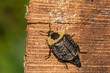 American Carrion Beetle (Necrophila americana)