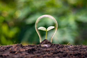 A tree growing in an energy efficient light bulb, the concept of environmentally friendly and sustainable energy options.