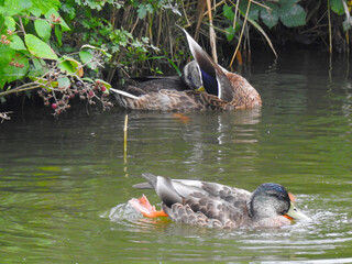 Wall Mural - Two ducks on the water, one is cleaning the feathers and the other is swimming