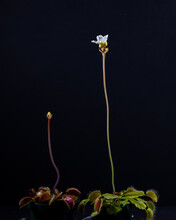 Close Up Of Venus Fly Traps Flowers