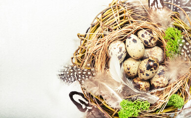 Spring Easter holiday white background with quail eggs and feathers in a nest. Banner with copy space. Top view