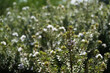 westringia fruticosa (willd) Druce. Australian rosemary