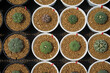 Astrophytum cacti in the planting pots