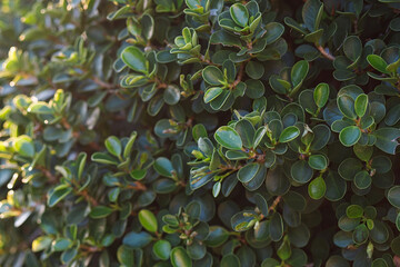 Green leaves of chinese fig ficus microcarpa panda selective focus background (Ficus microcarpa L.f. var. crassifolia (W.C. Shieh) Liao)