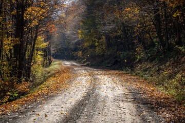 Wall Mural - Leaves Falling on Autumn Road