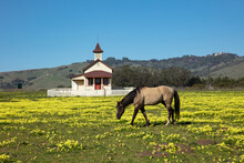 Old School House In Field Of Wildflowers With Horse Grazing In Foreground