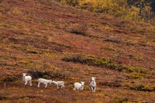 Herd Of Young Dall Sheep Wandering In The Mountainous Terrain Of Denali National Park In Alaska