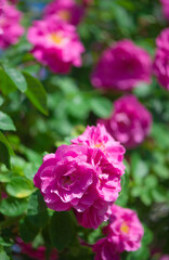 Sticker - Beautiful climbing roses in spring in the garden