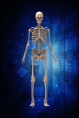3d renderings of human skeleton