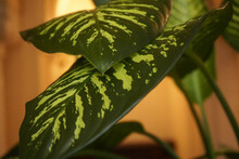 Dieffenbachia Leaf (Dumb Cane). Detaliu Frunza, Fotografie La Interior.