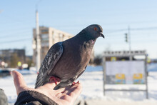 A Pigeon Sleeps On The Palm Of A Strong Human Hand Against The Background Of A Winter Frozen City.
