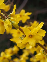 Wall Mural - The blooming yellow forsythia is a beautiful spring bush covered with yellow flowers in the garden.