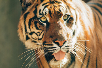 Sumatran tiger (Panthera tigris sumatrae), rare tiger subspecies that inhabits the Indonesian island of Sumatra