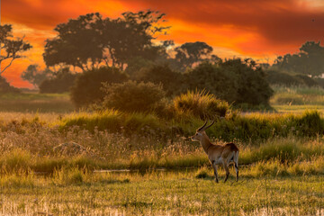  running antelope Waterbuck (Kobus ellipsiprymnus) in the african savannah namibia kruger park botswana masai mara