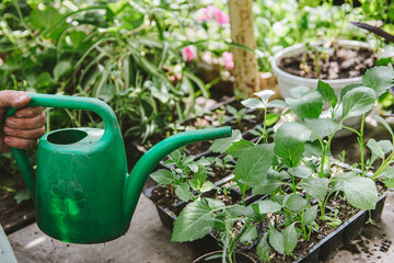 florist woman plants seedlings and watering. A sprout in the hands of a grower. Preparing plants or flowers for transplanting, in gardening, in home greenhouses.