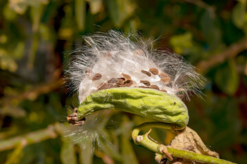 Canvas Print - A dahlia seed that can be propagated