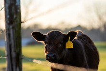 Cute Angus Heifer Looks Through A Barbed Wire Fence