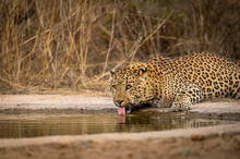 Indian Wild Male Leopard Or Panther Portrait Quenching Thirst Or Drinking Water From Waterhole With Eye Contact During Safari At Jhalana Forest Reserve Jaipur Rajasthan India - Panthera Pardus Fusca