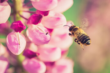 Wall Mural - Bee gathering nectar from a flower in the garden