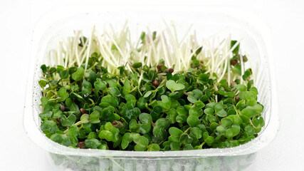 Wall Mural - fresh radish micro greens isolated on white background