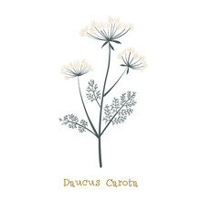 Wild Carrot. Meadow Flower Clipart Isolated On White Background. Decorative Botanical Flat Vector Illustration.