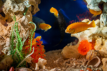 Golden bright aquarium fish swim against background of corals and algae