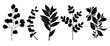 Set of leaves silhouette of beautiful plants №5, leaves, plant design. Vector illustration .